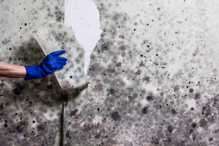 Hand in blue glove tears off wallpapers damaged by fungusの写真素材