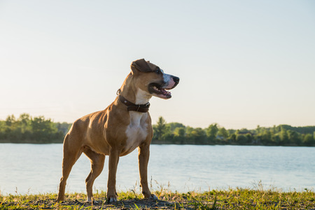 Happy young dog standing in front of the lake at sunset. Staffordshire terrier puppy outdoors near beautiful river landscapeの写真素材