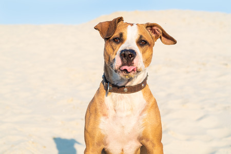 Funny dog sits in sand outdoors with tongue out. Cute staffordshire terrier puppy in sandy beach or desert on hot summer dayの写真素材