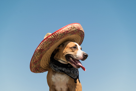 Beautiful dog in mexican hat as a western style bandit of gangster. Cute funny staffordshire terrier dressed up in sombrero hat as mexico festive symbol or for halloweenの写真素材