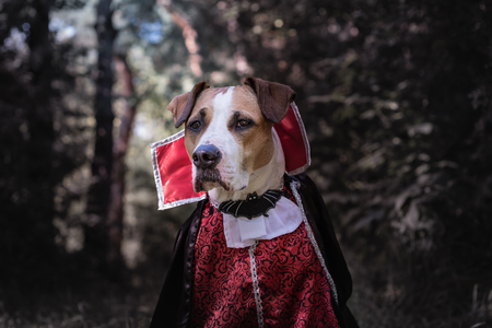 Beautiful dog dressed up as vampire in dark moonlit forest. Cute staffordshire terrier puppy in halloween costume of scary vampire in the woods, shot in low keyの写真素材