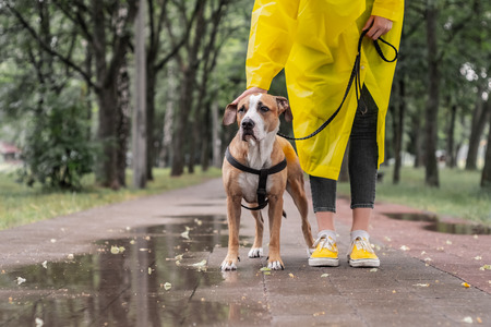 Walking the dog in yellow raincoat on rainy day. Female person and staffordshire terrier dog on a...