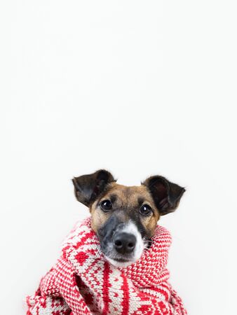 Cute little puppy in white and red winter scarf. Portrait of young fox terrier dog in winter clothes at studio backgroundの写真素材