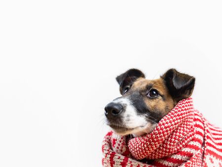 Cute little puppy in white and red winter scarf looking up. Portrait of young fox terrier dog in...