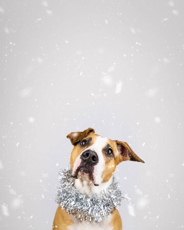 Cute dog in christmas tinsel and snowy background. Portrait of staffordshire terrier in white background with new year decoration around neckの写真素材