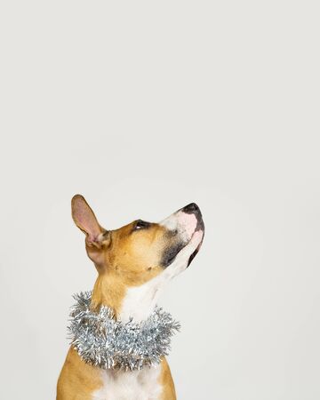 Cute beautiful dog in christmas tinsel around neck. Portrait of staffordshire terrier in white background with new year decoartionの写真素材