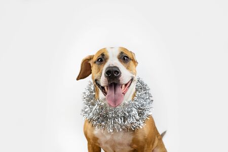 Cute beautiful dog in christmas tinsel around neck. Portrait of staffordshire terrier in white background with new year decoartionの写真素材