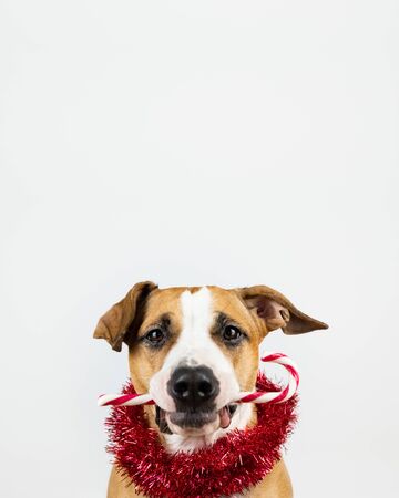 Winter holidays concept: dog holds a candy cane in mouth. Cute pet with Christmas treat in white...