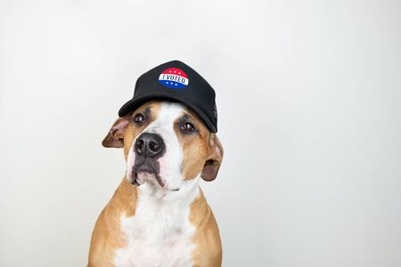 American election activism concept: staffordshire terrier dog in patriotic baseball hat.  Pitbull terrier in trucker hat with "i voted" sign in studio backgroundの写真素材