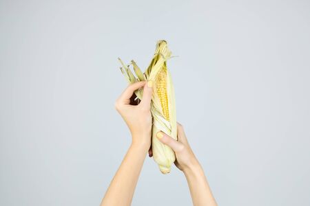 Corn cnob in female hands, pale blue background. Abstract image of woman fingers with yellow...