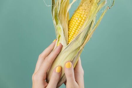 Female hands with a corn cnob, green background Abstract image of woman fingers with yellow fingernails holding ear of cornの写真素材