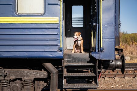 Dog sits in an old distressed train car at entrance steps. Staffordshire terrier puppy in a vintage russian economy class cartの写真素材