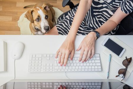 Going to work with pets concept: woman working at desktop computer with dog next to her. Top view of business woman at office desk and a staffordshire terrier puppy in her feetの写真素材