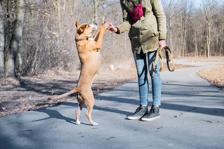 Training a grown-up dog to walk on two legs and do a high five. Person schooling a staffordshire...