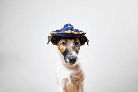Portrait of cute puppy in mexican traditional hat posing in white background indoors. Smooth fox terrier dog dressed up in sombrero hat sitting in isolated studio backgroundの写真素材