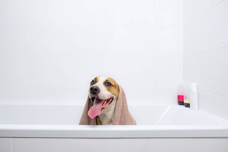 Dog in a bathtub wrapped in a towel. Giving a bath to home pets concept: funny dog covered in towel...