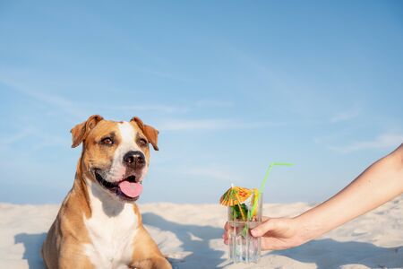 Treating to a glass of cold cocktail drink on the beach. Summer vacation, time by the seaside concept: smiling dog and human hand giving him a refreshment on the sand in sunlightの写真素材