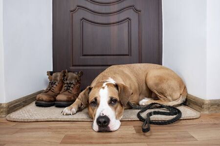 Dog with a leash waiting for a walk. Staffordshire terrier dog with a leash lying on a  doormat near the front door of the apartment.の写真素材