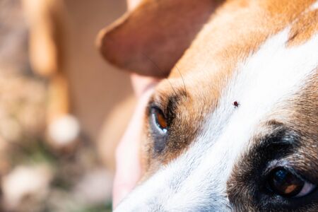 Tick on a dog, close-up view. Mite crawling on the head of a domestic pet at walk outdoorsの写真素材