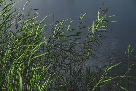 Balrush plants and a pond in faded green and leady blue colors. Calming nature details: sunlit lake...
