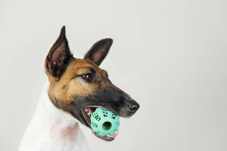 Portrait of playful fox terrier puppy with a ball in mouth. Dog and pet owner communication concept, the importance of paying attention to your dog for mental and physical healthの写真素材