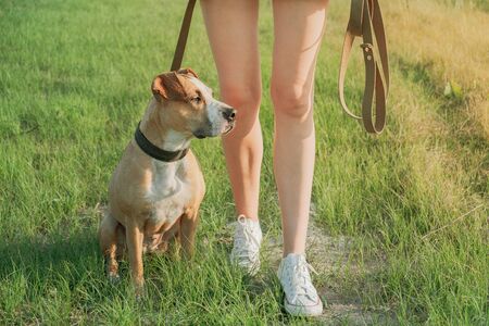 Obedient dog sits by the owner at walk. Staffordshire terrier and a female person at a field or park