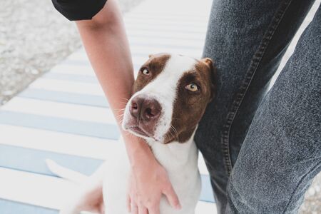 Petting a friendly homeless dog. Woman strokes a cute dog, concept of kindnessm care and adoption of homeless animalsの写真素材