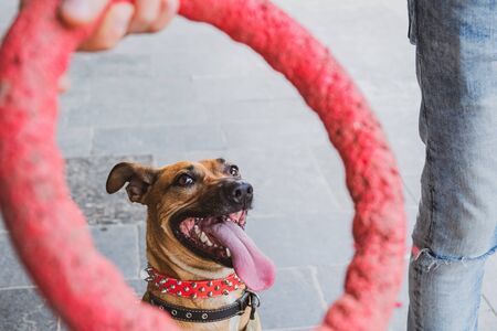 Untypical dog portrait playing with her owner. Active and funny puppy looking at a puller toy in human handの写真素材