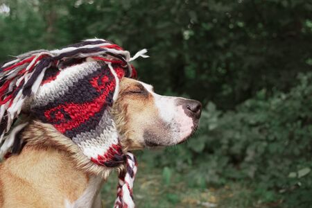 Smiling dog with closed eyes in a funny hat outdoors. Happy and peaceful staffordshire terrier portrait in the forestの写真素材