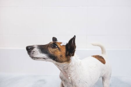 Wet soapy puppy standing in a bathtub. Concept of care about your dog and domestic pet hygiene.の写真素材