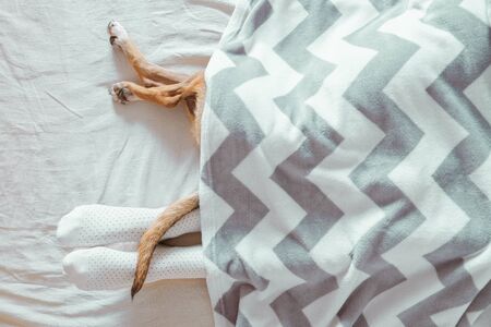 Human's and dog's legs sticking out of a blanket. Having a sleep-in, laziness concept: a pet and a human rest in a cozy clean bed togetherの写真素材