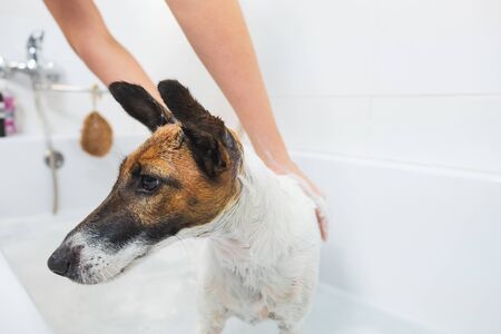 Human hands applying soap on a fox terrier puppy in bathroom. Dog gets a bath and thorough wash in a bathtub, concept of cleanliness and domestic animals hygieneの写真素材