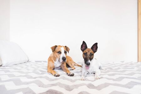 Two young dogs resting on bed in brightly lit bedroom. Concept of friendship between two pets or prohibited activity at home.の写真素材