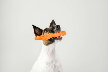 Young fox terrier dog with a carrot in mouth. The concept of caring for dog's health, proper balanced natural nutrition and dental hygieneの写真素材