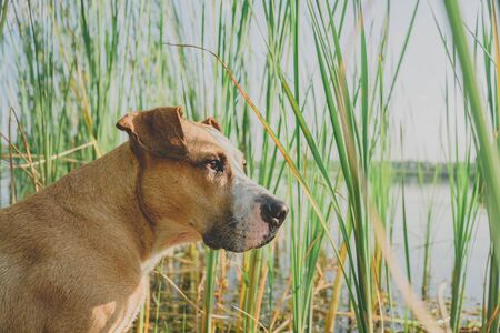 Portrait of a dog near a lake in green grasses. Staffordshire terrier having enjoyable free time in...