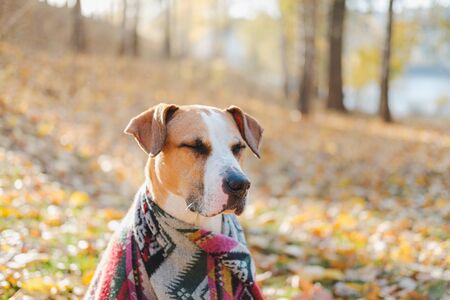 Hiking dog with closed eyes resting in the forest. Peaceful staffordshire terrier dog covered in an indian tribal poncho among the autumn leaves in the woodsの写真素材