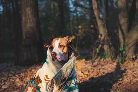 Dog in a cozy warm tribal poncho, autumn mood concept. Cute staffordshire terrier in vintage blanket sitting in the forest among faded leavesの写真素材