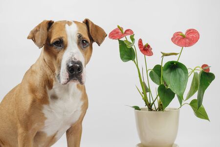 Dog sits next to a beautiful antharium flower in white background. Concept of pets and plants or allergy to domestic animals or flowersの写真素材