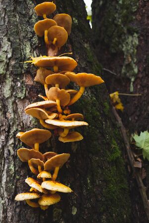 Wild mushrooms growing vertically on the tree. Mushroom house of inedible toadstools on a tree trunk...