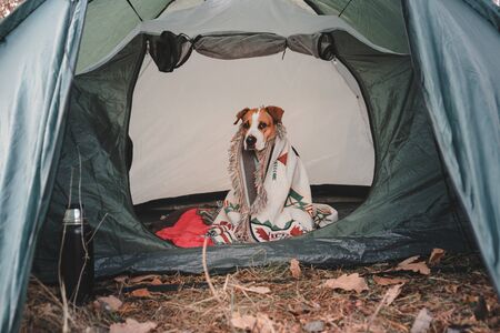 Funny and serious dog in blanket inside a tent. Camping and hiking with pets: staffordshire terrier posing in a tent on a chilly autumn dayの写真素材