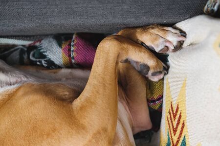 Paws of a dog on a sofa in living room. Letting pets on the couch, close-up view of paws with clawsの写真素材