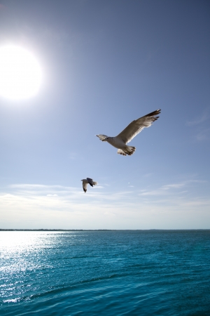 Birds with sunset on the skyの写真素材