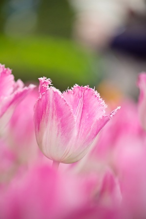 fresh pink tulips 
の写真素材