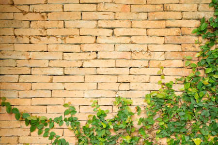 yellow concrete wall with plantの写真素材