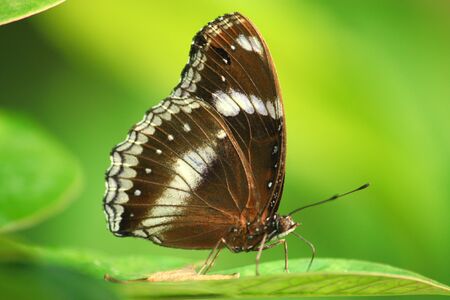 Morpho achilles portrait with bokeh blurredの写真素材