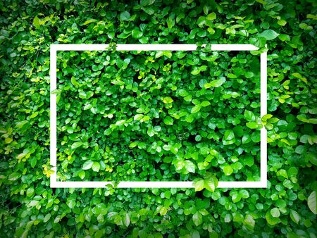 Green leaves. Creative layout made of leaves with paper card note or frame. A flat lay. Nature conceptの写真素材