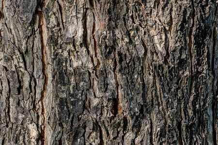 Natural texture of tree bark 