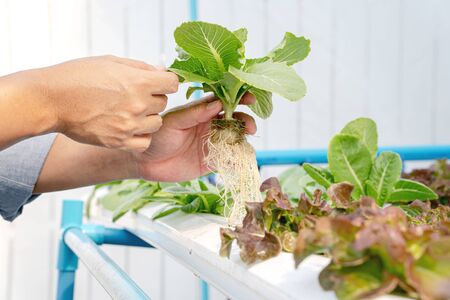 Fresh hydroponics vegetable farm, Salads vegetable hydroponics farmの写真素材