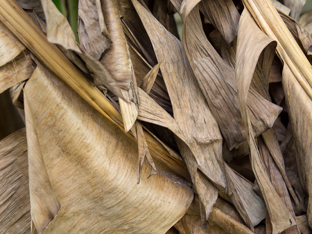 colse up short of some part of the dried banana leaves that show its texture of the leavesの写真素材