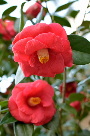 camellia redの写真素材